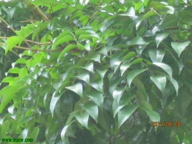 164242hh5ueocslhhf8v89_jpg_thumb.jpg