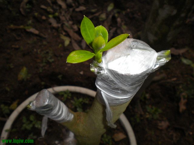 DSCN9981.JPG