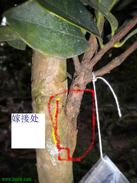 DSCN9989.JPG