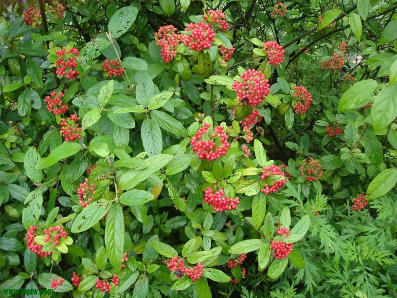 DSC02477.JPG