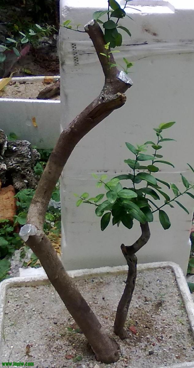 20120529410.jpg