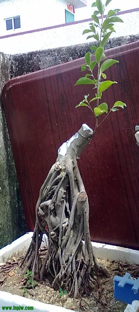 20120817569.jpg