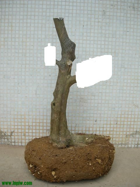 Ƭ 075.jpg