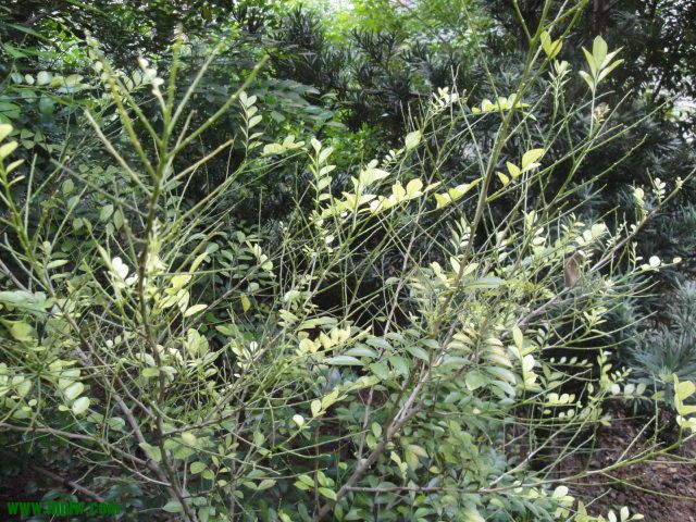 DSC03741.JPG