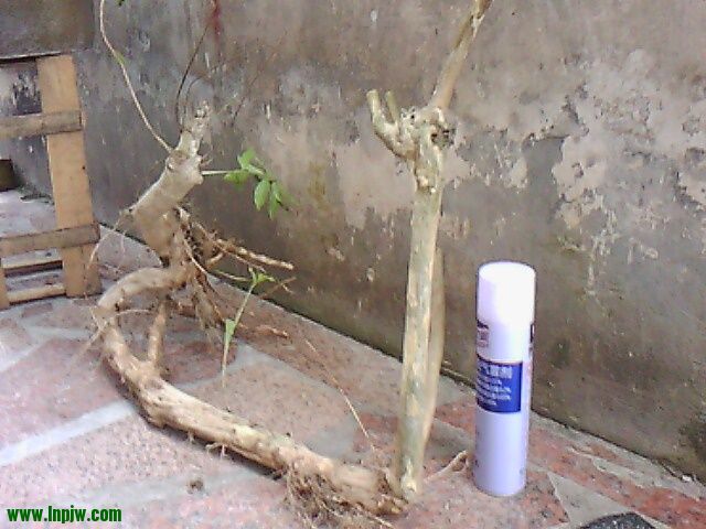 IMG10477.jpg