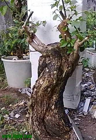 20120708511.jpg