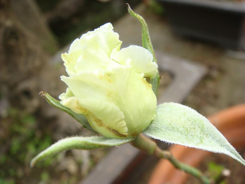 DSC03021.JPG