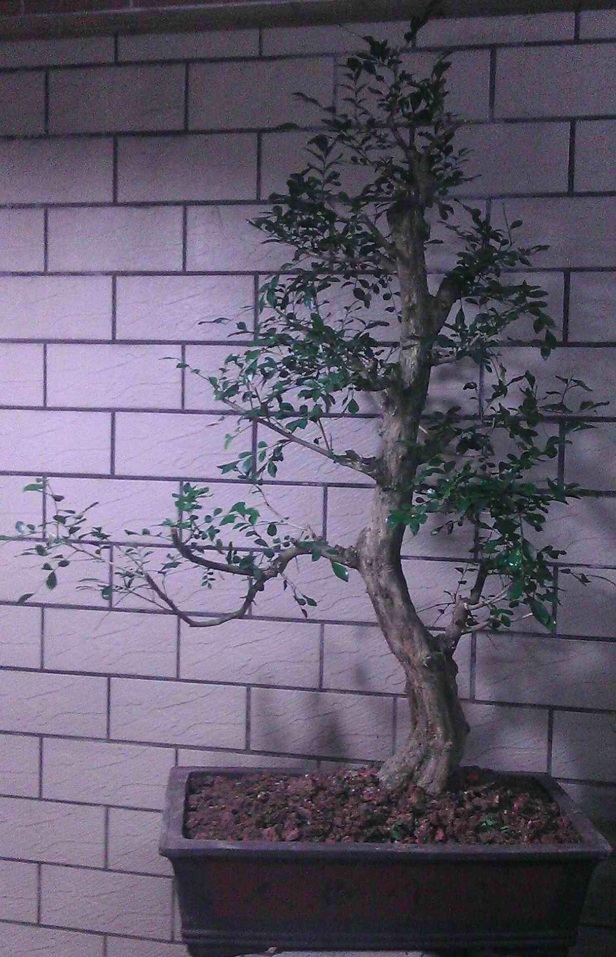 IMAG0530.JPG