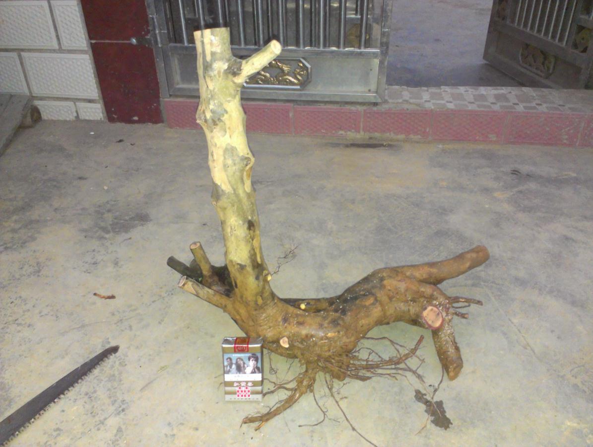 IMAG0290.jpg