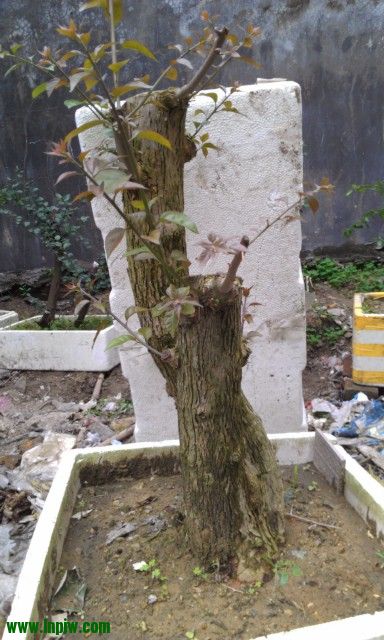 IMAG0183.jpg