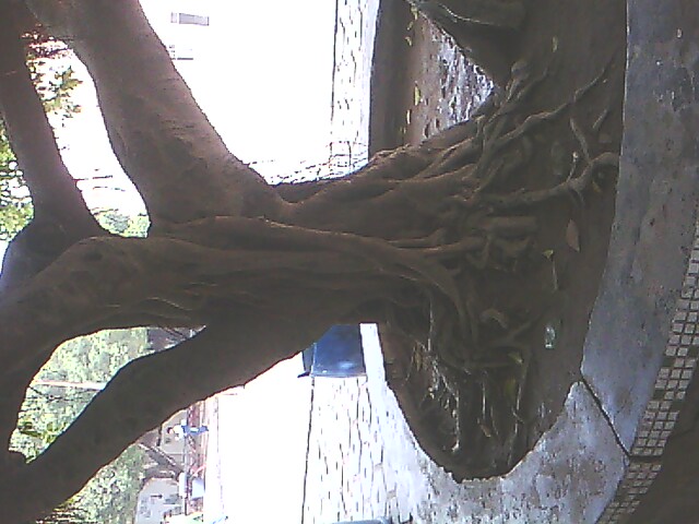 IMG0788A.jpg