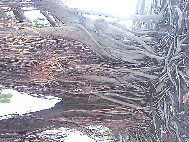 IMG0789A.jpg