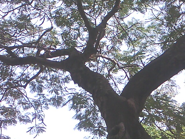 IMG0790A.jpg