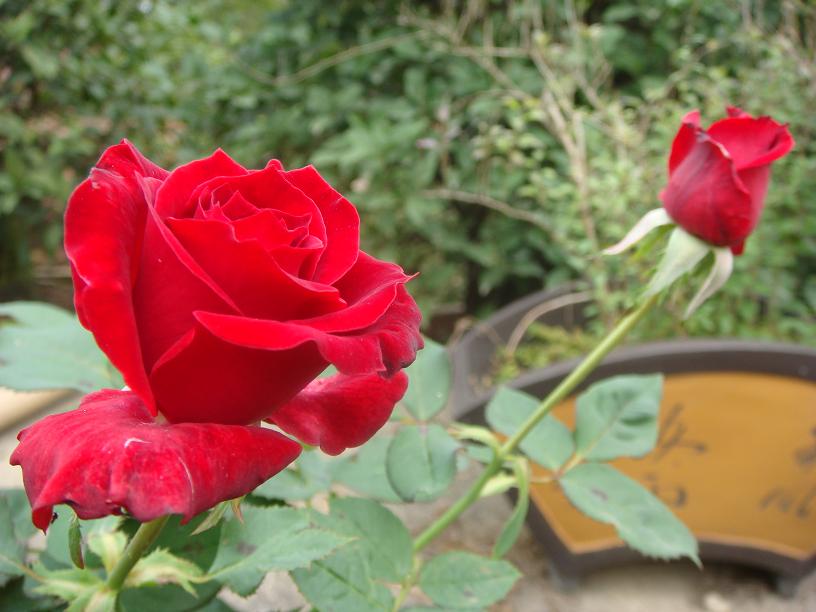 DSC03013.JPG