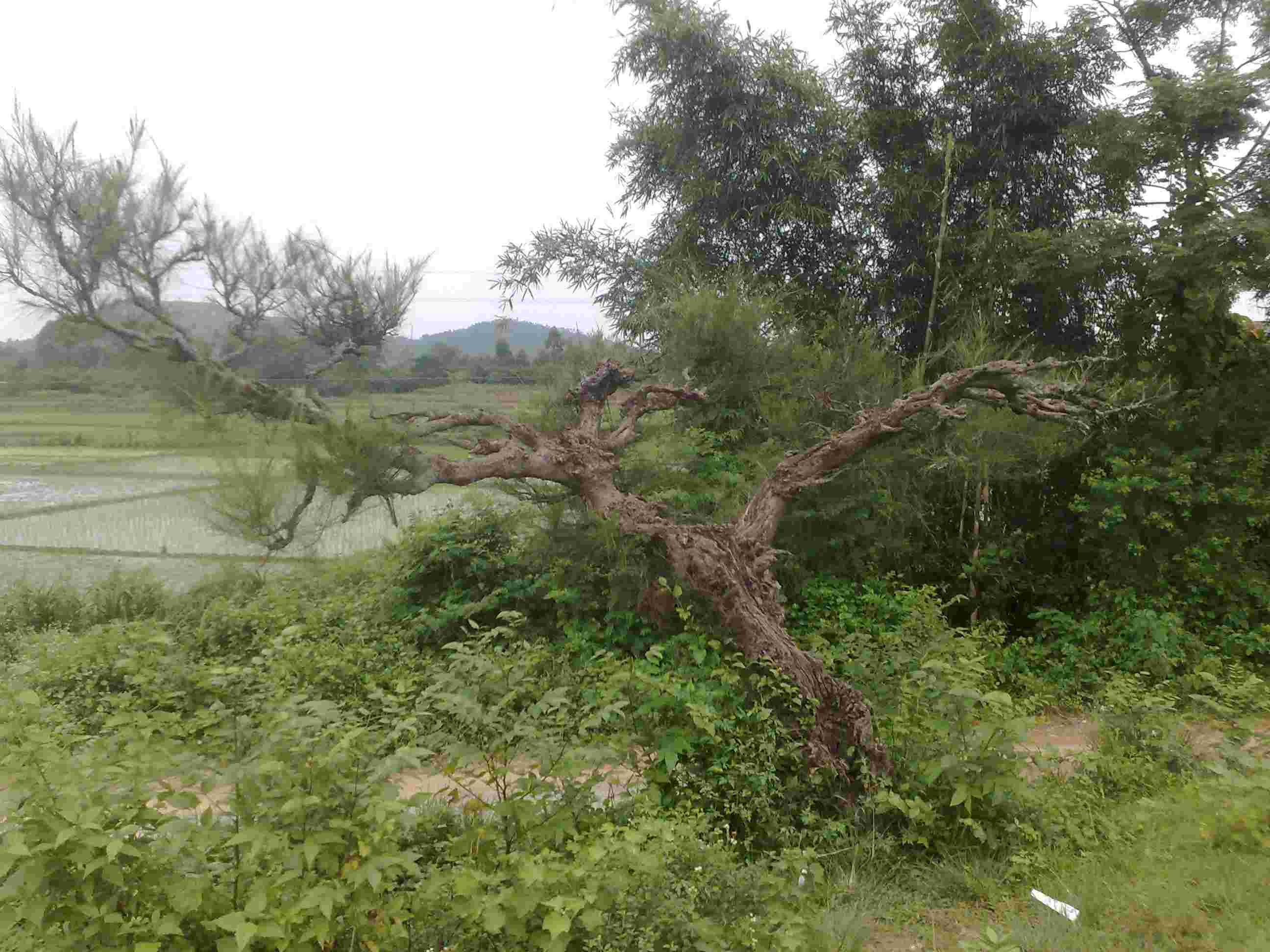 20120805736.jpg