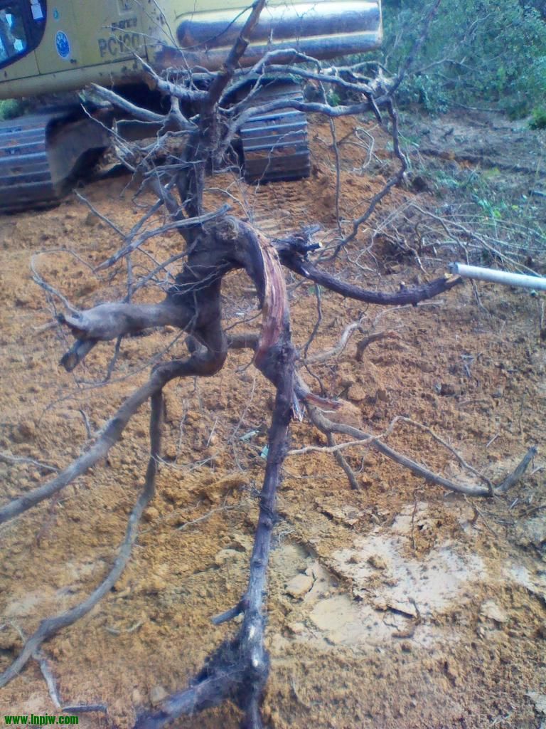 IMG_20121223_105449.jpg