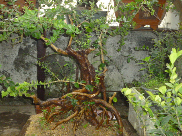 P1050237.JPG