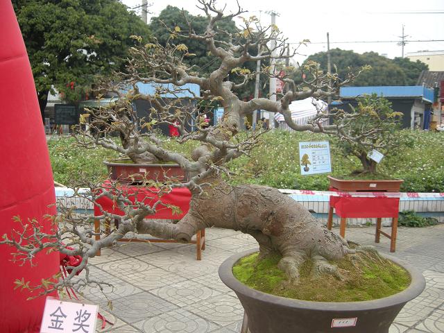 DSCN6228.jpg