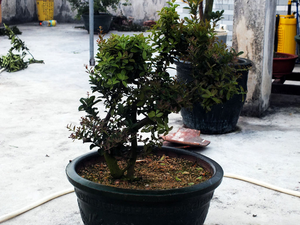 Ƭ 002.jpg