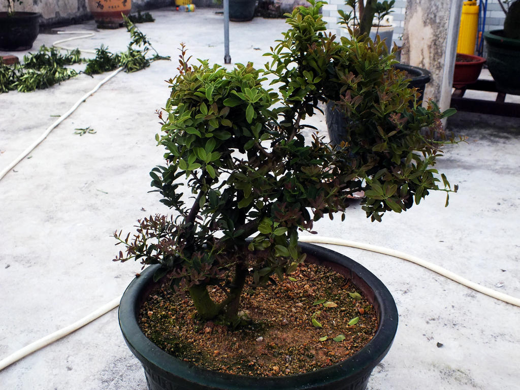Ƭ 003.jpg