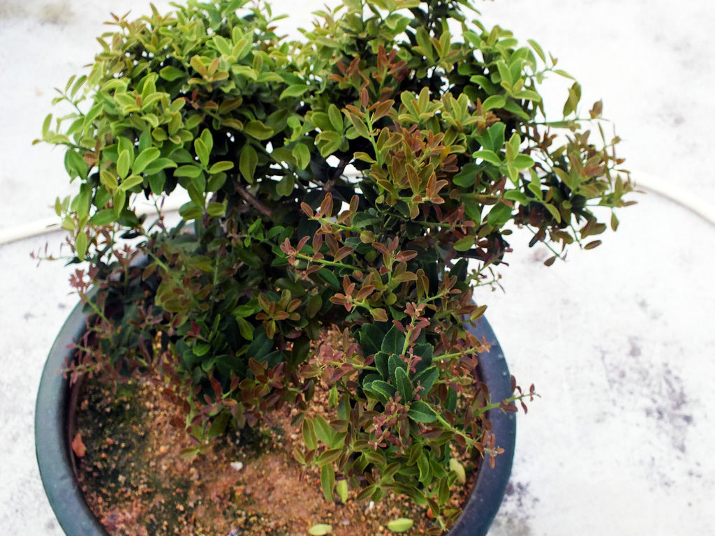 Ƭ 005.jpg