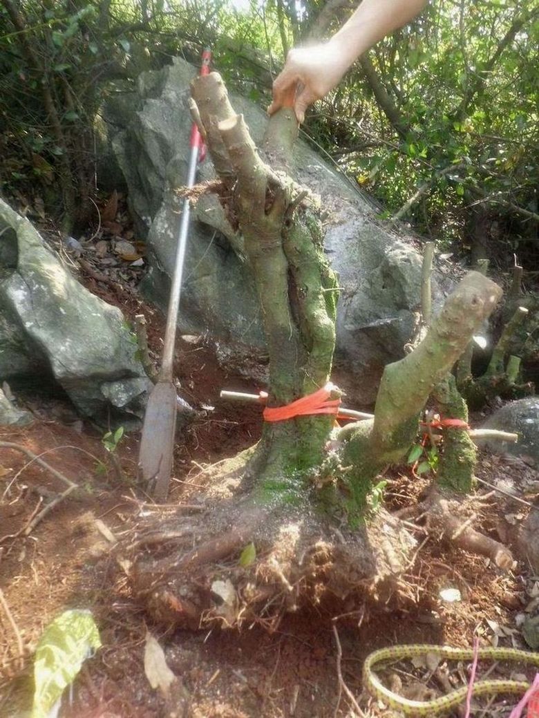 ţ2.JPG