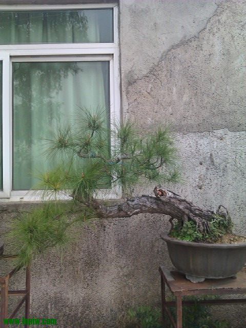 IMAG1077.jpg