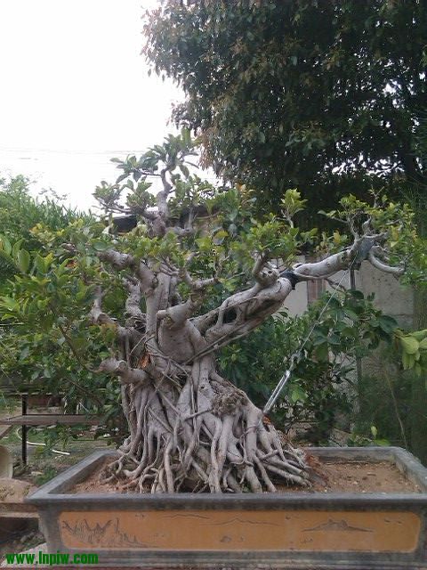 IMAG1078.jpg