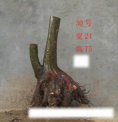215448roomvjlezvsjjpqx.jpg