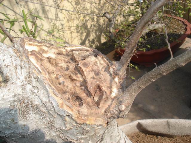 DSC00385.JPG
