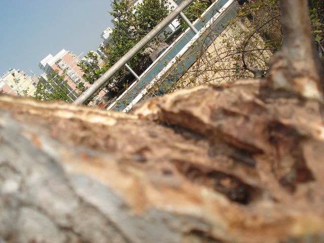 DSC00389.JPG