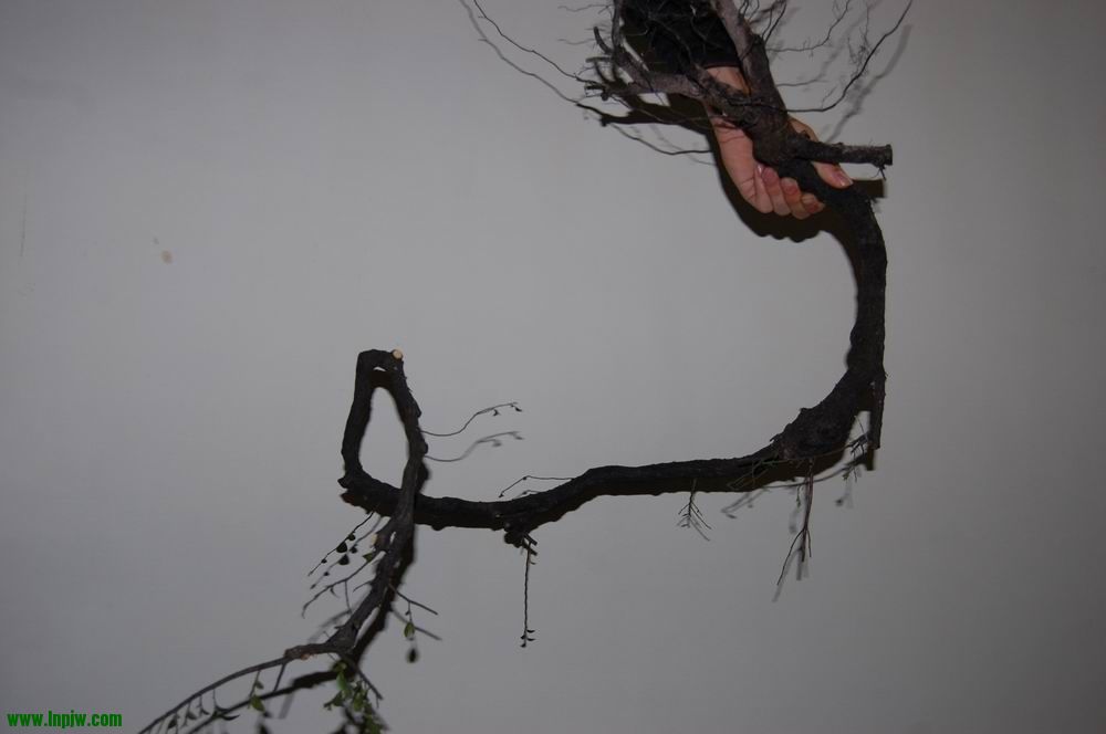 DSC_0122.JPG