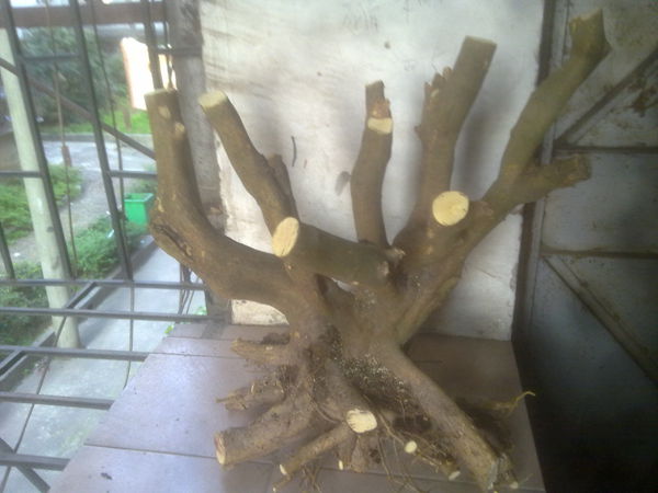 201303061503.jpg