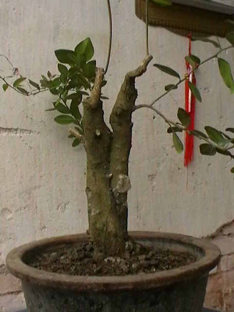 IMGA0941.JPG