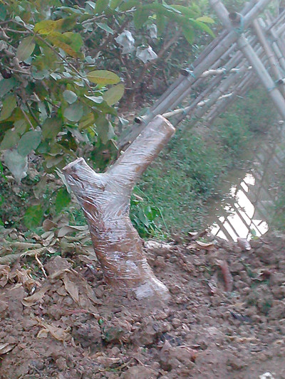 IMG20130310010_.jpg