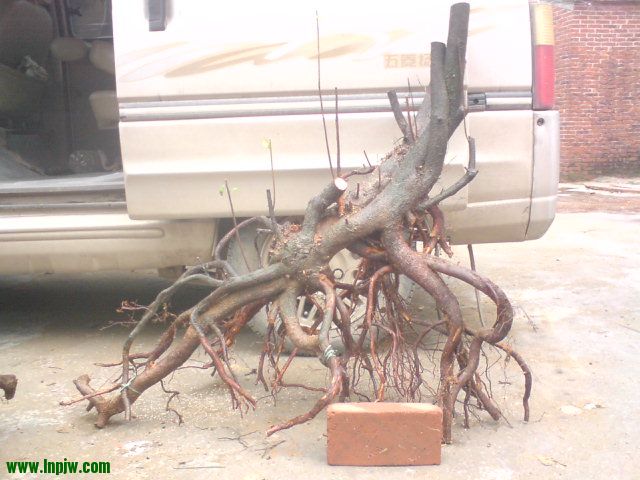 DSC01756.JPG