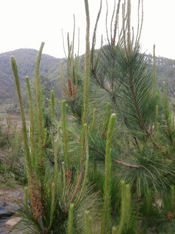 Ƭ0240.jpg