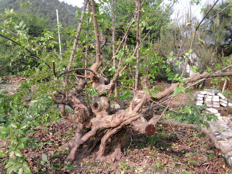 Ƭ0227.jpg
