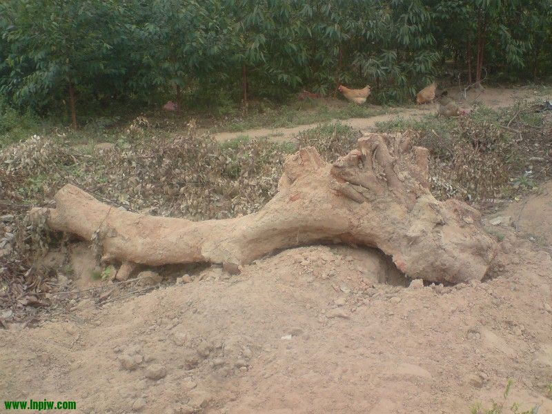 97.jpg