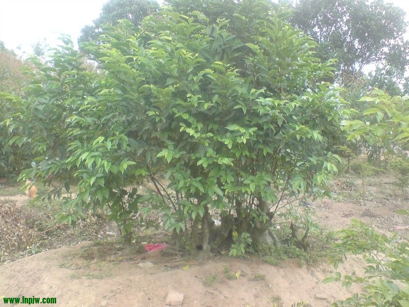 98.jpg