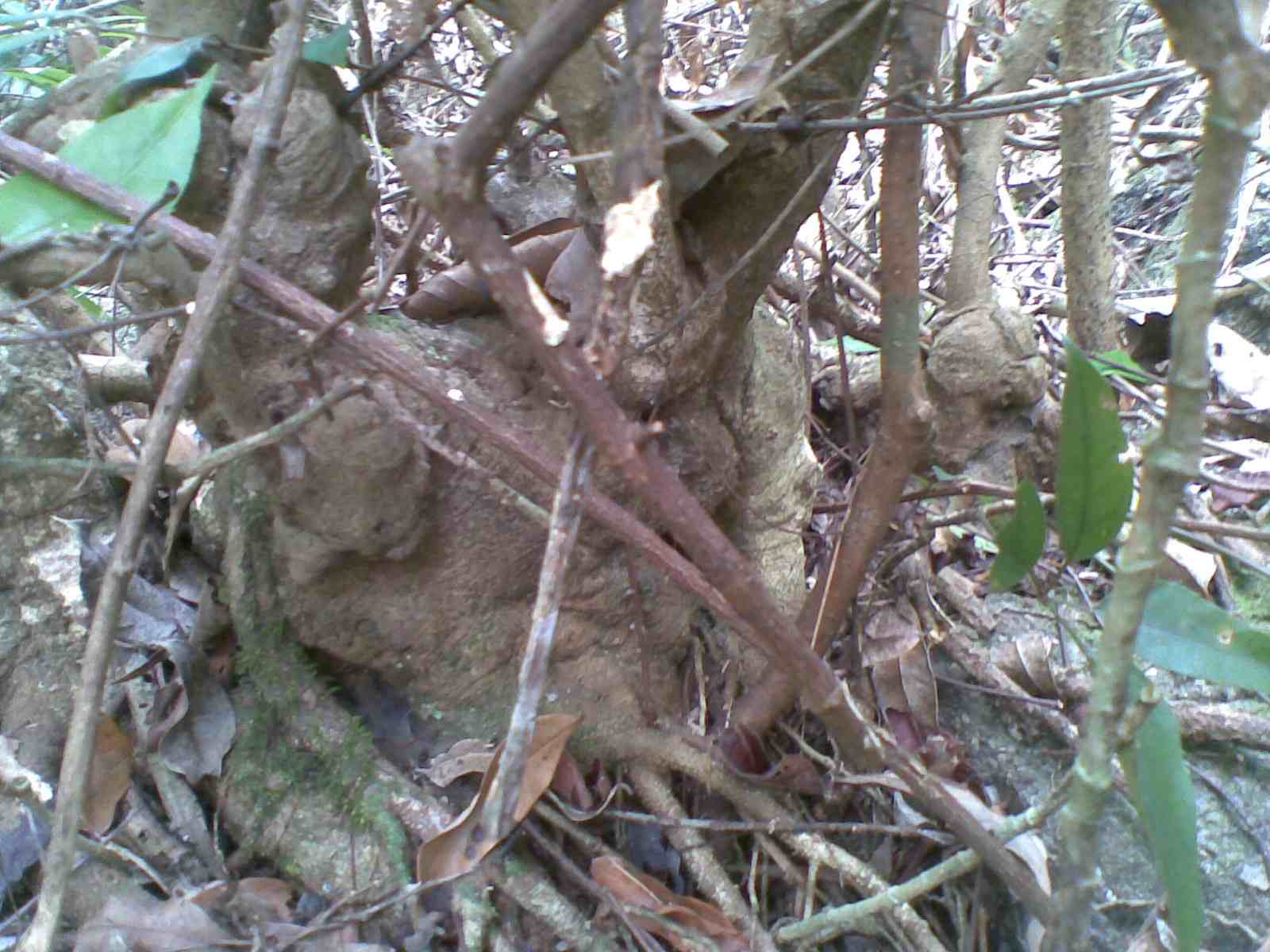 20130315(001).jpg