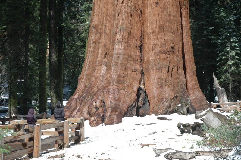 ѩGeneral Sherman Treeѳ3500䣬83.5ףΧ31ףǽ.jpg