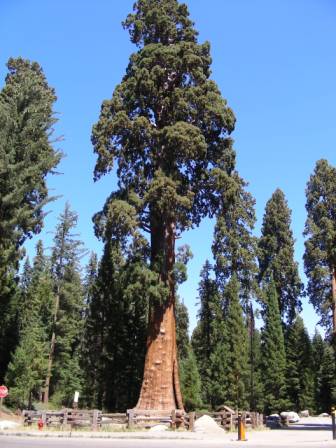 ѩGeneral Sherman Treeѳ3500䣬83.5ףΧ31ףǽ.jpg