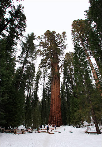 ѩGeneral Sherman Treeѳ3500䣬83.5ףΧ31ףǽ.jpg