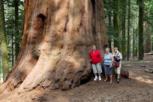 ѩGeneral Sherman Treeѳ3500䣬83.5ףΧ31ףǽ.jpg