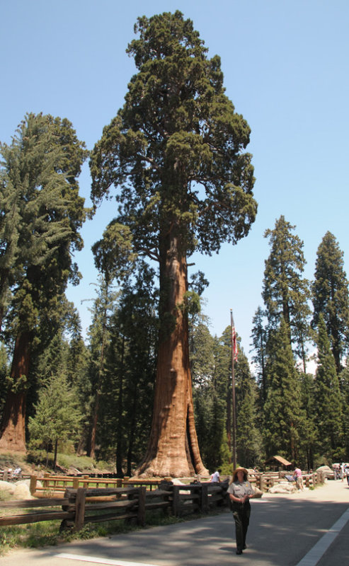 ѩGeneral Sherman Treeѳ3500䣬83.5ףΧ31ףǽ.jpg