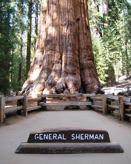 ѩGeneral Sherman Treeѳ3500䣬83.5ףΧ31ףǽ.jpg