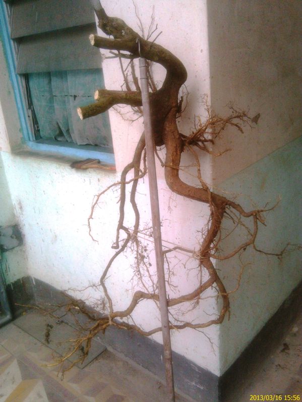 IMAG0902.jpg