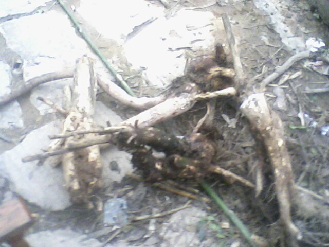 IMG05021759aa.jpg