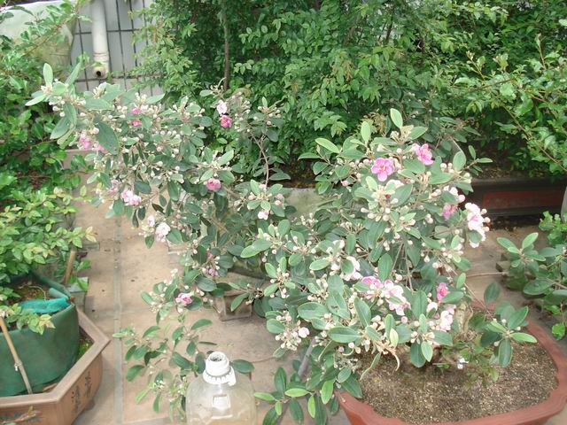 DSC00463.JPG